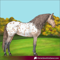 Horse Color:Bay Dun Appaloosa 