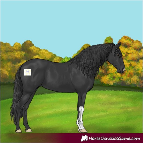 Horse Color:Black 