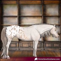 Horse Color:Sable Champagne Appaloosa 