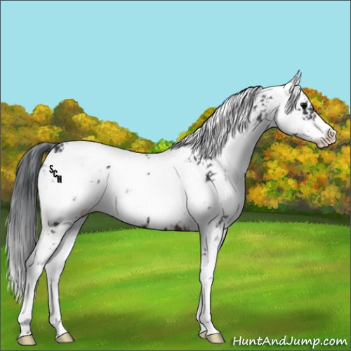 Horse Color:Brown Sabino 