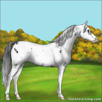 Horse Color:Brown Sabino