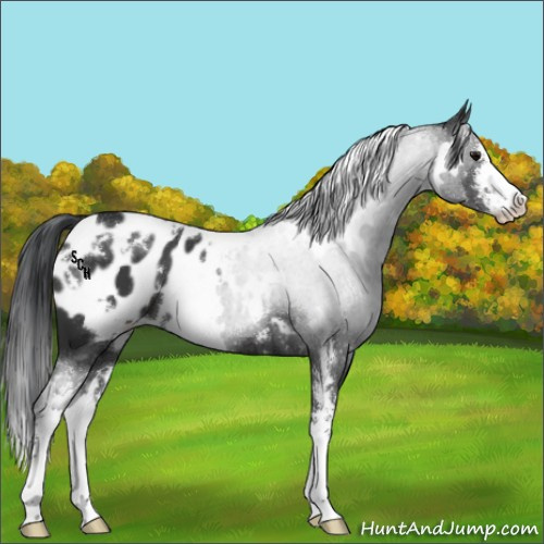 Horse Color:White Spotted Black Sabino Appaloosa 