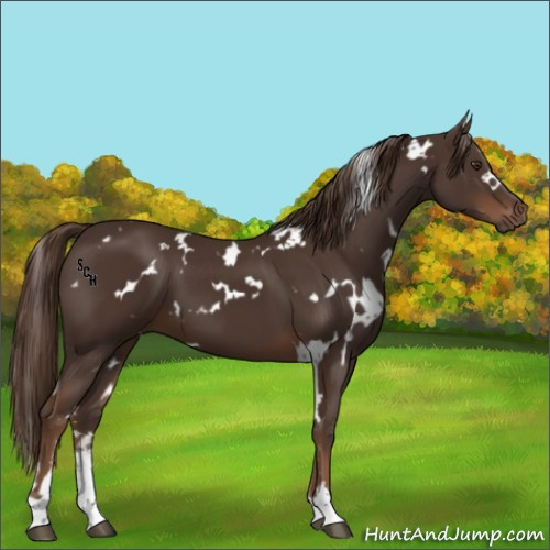 Horse Color:White Spotted Liver Chestnut Sabino 