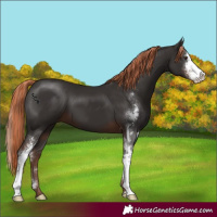 Horse Color:Liver Chestnut Sabino 