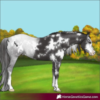 Horse Color:White Spotted Smoky Black Sabino 