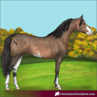 Horse Color:Brown Dun Sabino 