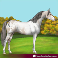 Horse Color:White Spotted Liver Red Dun Sabino Appaloosa 