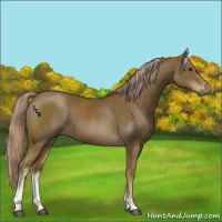 Horse Color:Chocolate Palomino Sabino