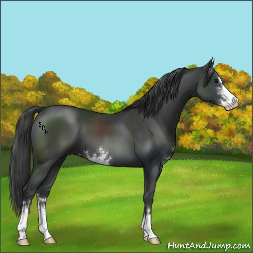Horse Color:Black Sabino 