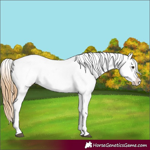 Horse Color:Red Roan Appaloosa 