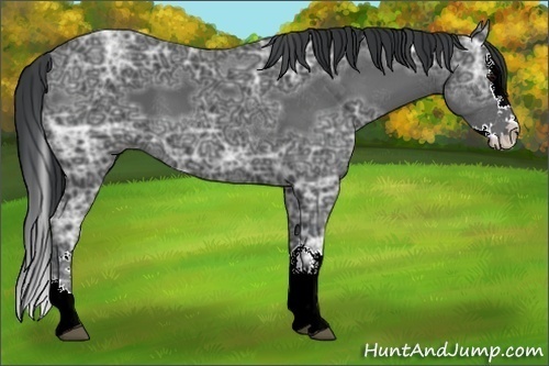 Horse Color:Black Ice Sabino Splash 