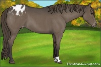 Horse Color:Smoky Blue Roan Appaloosa