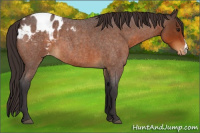 Horse Color:Buckskin Roan Appaloosa 