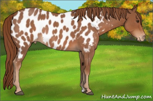 Horse Color:Red Roan Appaloosa Rabicano 