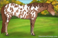 Horse Color:Red Roan Appaloosa Rabicano 