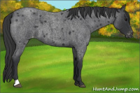 Horse Color:Blue Roan Appaloosa 