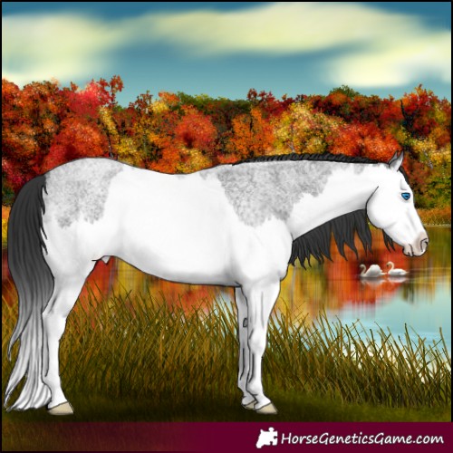 Horse Color:Blue Roan Splash 