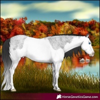 Horse Color:Blue Roan Splash 