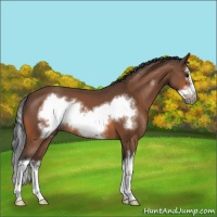 Horse Color:Bay Sabino Splash Frame 