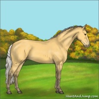 Horse Color:Silver Buckskin Sabino 
