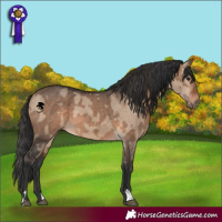 Horse Color:Brown Dun  and Brown Dun 