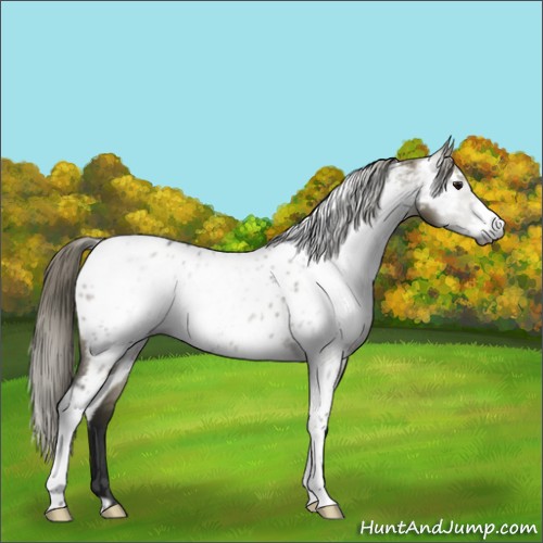 Horse Color:Gray Smoky Grullo Sabino Appaloosa 