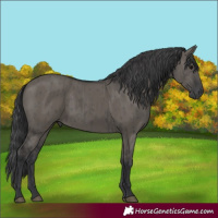 Horse Color:Grullo Brindle 