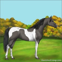 Horse Color:Grullo Tobiano Brindle 