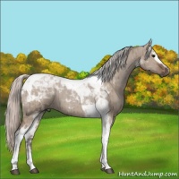 Horse Color:White Spotted Silver Grullo Tobiano Brindle