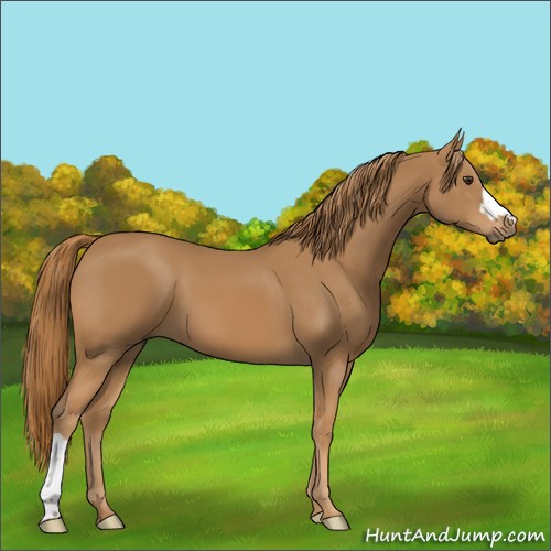 Horse Color:Chestnut 