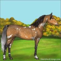 Horse Color:White Spotted Buckskin Rabicano 