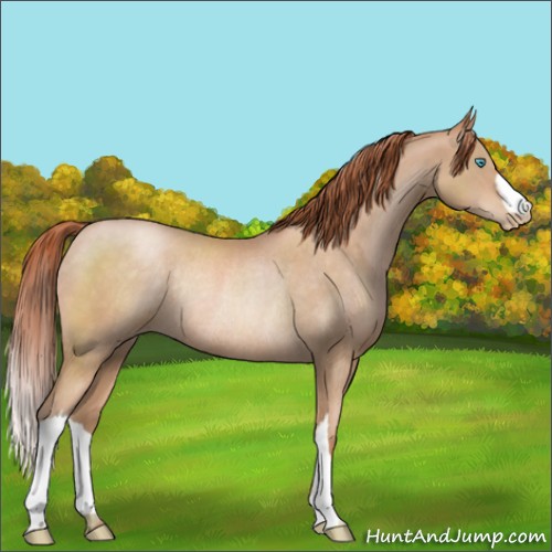 Horse Color:Buckskin Pearl Rabicano 