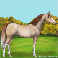 Horse Color:Buckskin Pearl Rabicano 