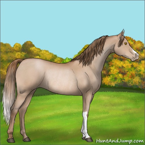 Horse Color:Bay Pearl Rabicano 