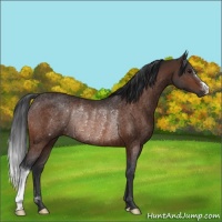 Horse Color:Brown Rabicano 
