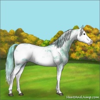 Horse Color:Watercolor Smoky Black Ice Sabino Appaloosa 