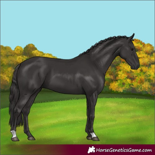 Horse Color:Smoky Black 