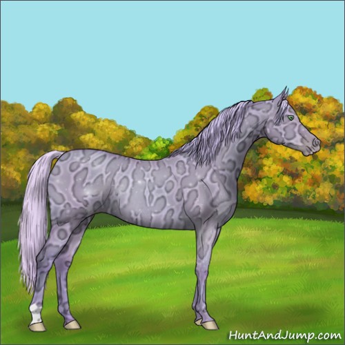 Horse Color:Watercolor Silver Classic Champagne Ice Dun Rabicano 