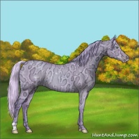 Horse Color:Watercolor Silver Classic Champagne Ice Dun Rabicano 