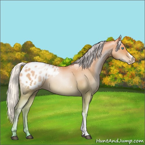 Horse Color:Silver Smoky Black Pearl Appaloosa 