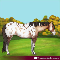 Horse Color:Bay Onyx Appaloosa