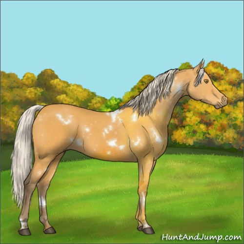 Horse Color:White Spotted Silver Buckskin 