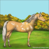 Horse Color:White Spotted Silver Buckskin 