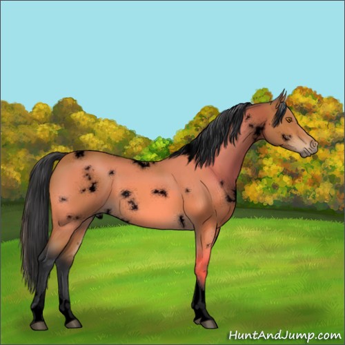 Horse Color:Void White Spotted Bay Tobiano 