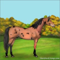 Horse Color:Void White Spotted Bay Tobiano 