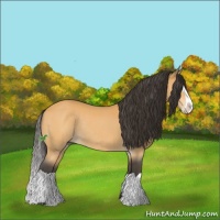Horse Color:Buckskin Splash Rabicano 