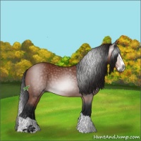 Horse Color:Gray Bay Splash Rabicano 