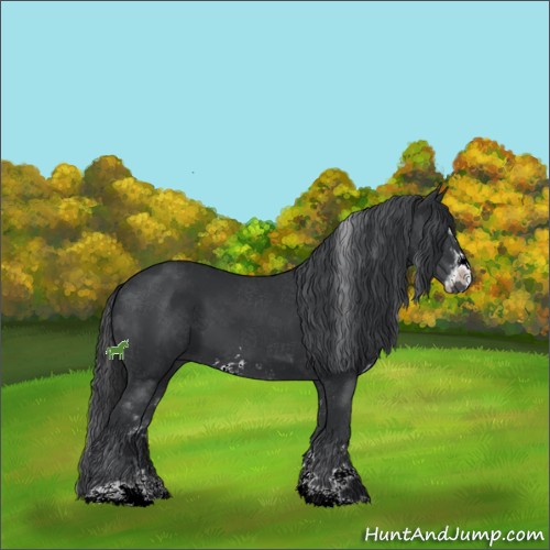 Horse Color:Black Sabino 