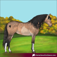Horse Color:Brown Dun  and Brown Dun 