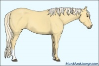 Horse Color:Palomino Dun Tobiano 